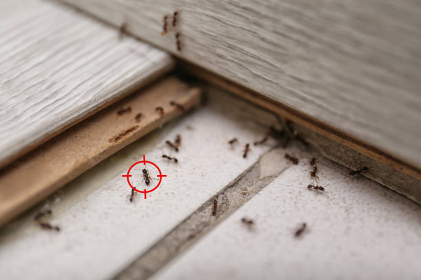 Insect Control in Thornwood, NY